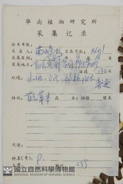 扇葉鐵線蕨藏品圖，第2張