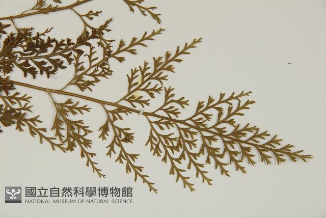 骨碎補鐵角蕨藏品圖，第3張