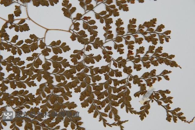 彎柄假複葉耳蕨藏品圖，第3張