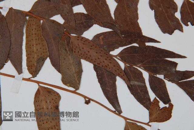 貫眾蕨藏品圖，第3張