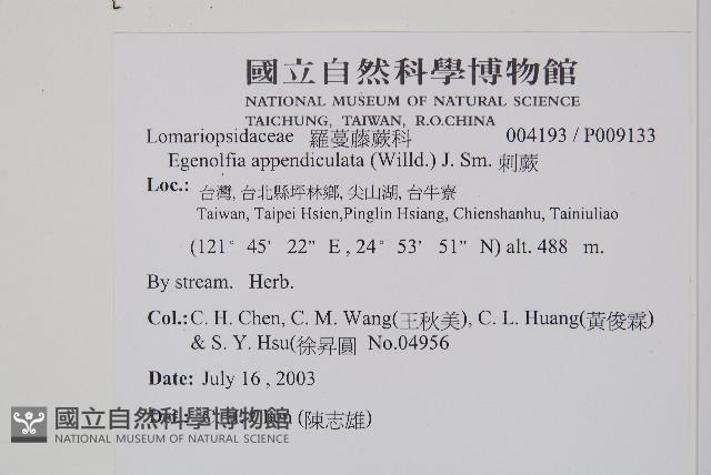 刺蕨藏品圖，第2張