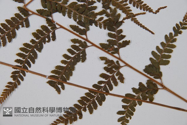 羽葉鱗蓋蕨藏品圖，第3張