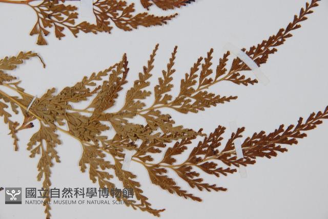 溪洞碗蕨藏品圖，第3張