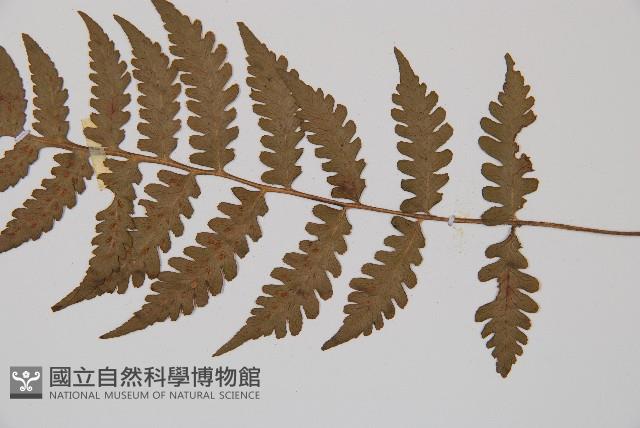 Accession Number:P002433 Collection Image, Figure 3, Total 5 Figures