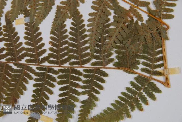 姬蕨藏品圖，第3張