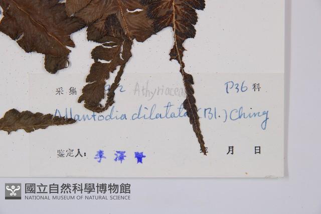 毛柄短腸蕨藏品圖，第3張