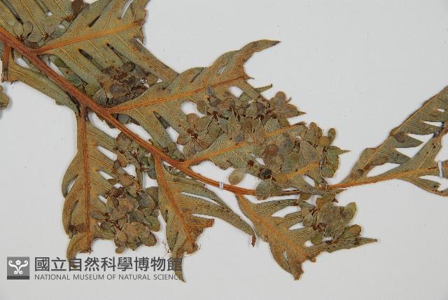 臺灣狗脊蕨藏品圖，第3張