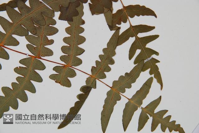 栗蕨藏品圖，第3張