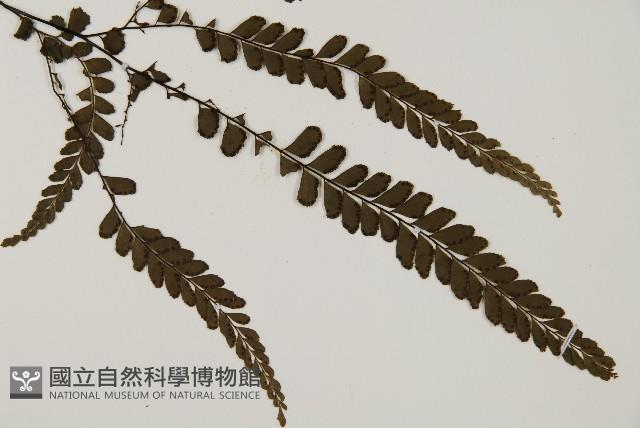 毛葉鐵線蕨藏品圖，第3張