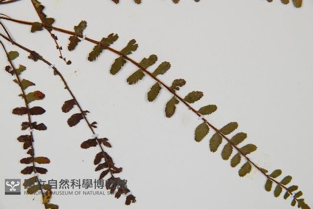 三翅鐵角蕨藏品圖，第3張