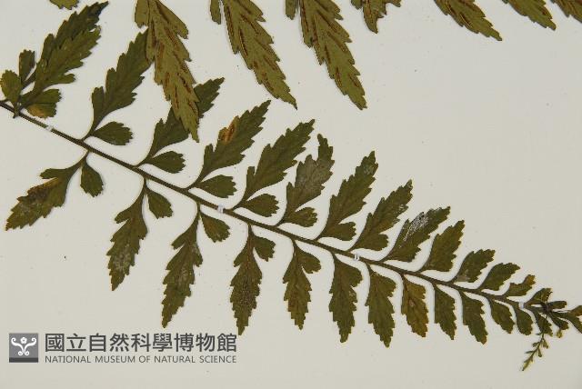 大蓬萊鐵角蕨藏品圖，第3張