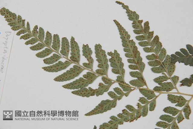 小葉複葉耳蕨藏品圖，第3張