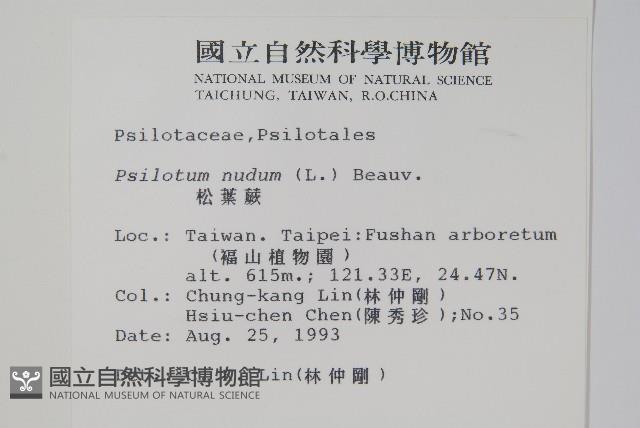 松葉蕨藏品圖，第2張