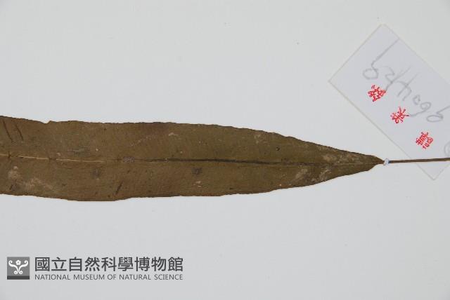 單葉雙蓋蕨藏品圖，第3張