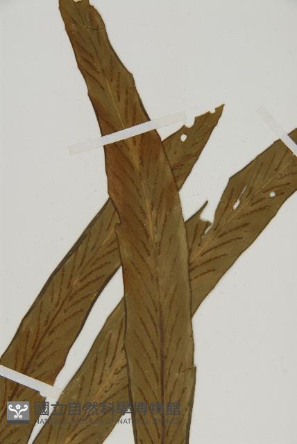 Accession Number:P004963 Collection Image, Figure 3, Total 5 Figures