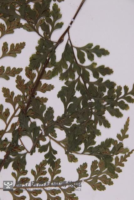 大鐵角蕨藏品圖，第6張