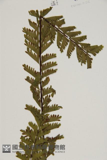 薄葉孔雀鐵角蕨、邊孢鐵角蕨藏品圖，第3張