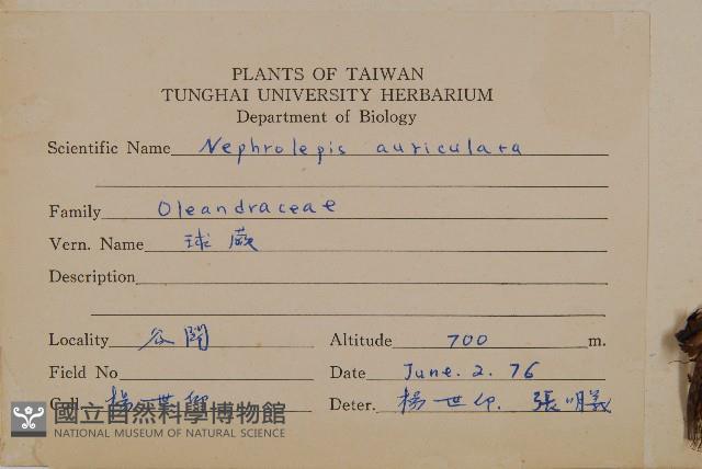 腎蕨藏品圖，第2張