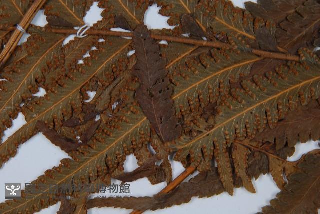 邊緣鱗蓋蕨藏品圖，第6張