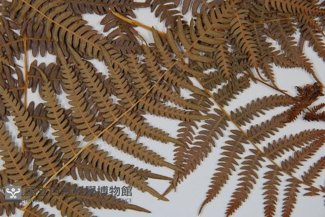 蕨藏品圖，第3張