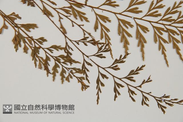 威氏鐵角蕨藏品圖，第3張