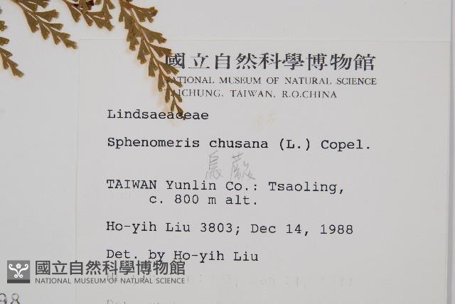 烏蕨藏品圖，第2張