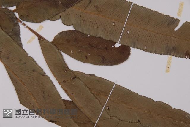 華鳳丫蕨藏品圖，第3張