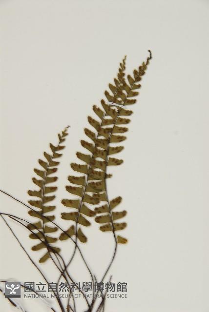 生芽鐵角蕨藏品圖，第3張