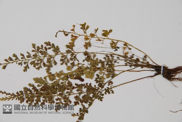 薄葉鐵角蕨藏品圖，第3張