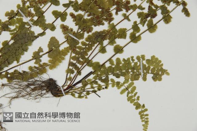 縮羽鐵角蕨藏品圖，第6張