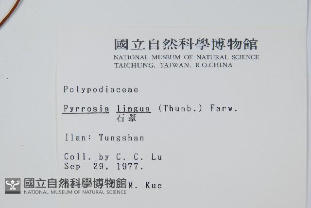 石葦藏品圖，第2張