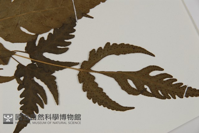 三叉蕨藏品圖，第3張