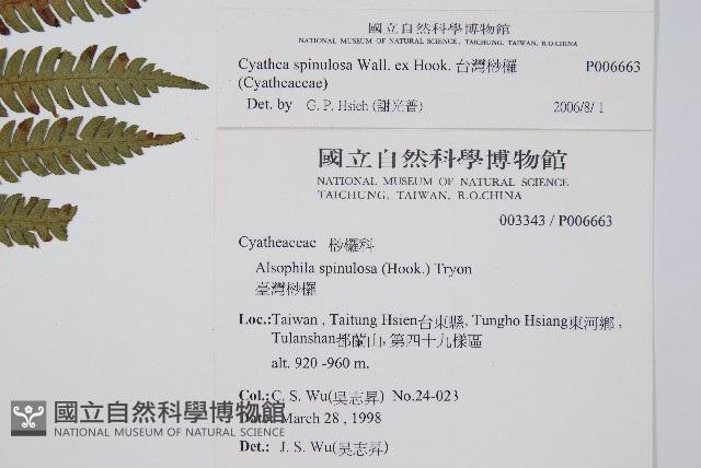 台灣桫欏藏品圖，第2張