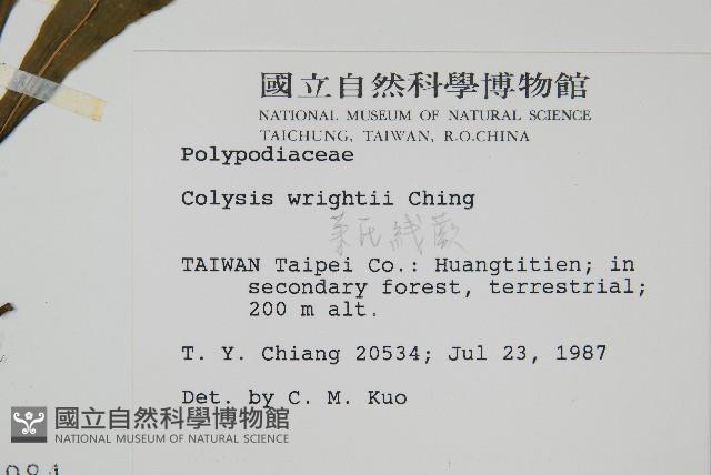 萊氏線蕨藏品圖，第2張