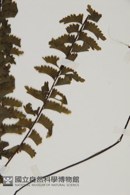 薄葉孔雀鐵角蕨、邊孢鐵角蕨藏品圖，第3張