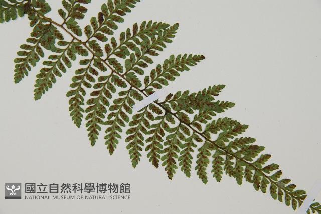 蓬萊蹄蓋蕨藏品圖，第3張