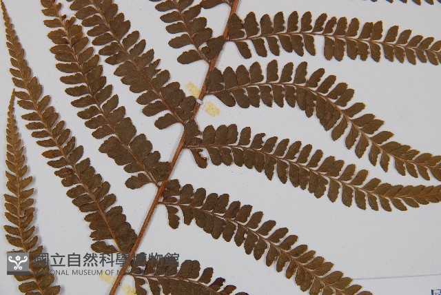 粗毛鱗蓋蕨藏品圖，第3張