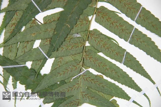 廣葉鋸齒雙蓋蕨藏品圖，第3張