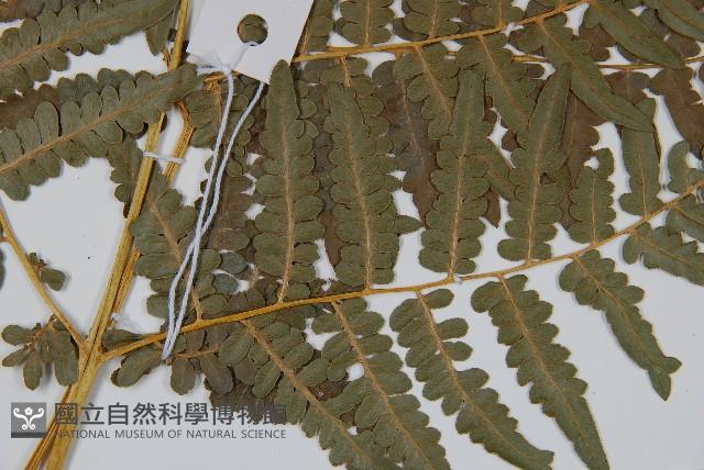 密毛蕨、巒大蕨藏品圖，第3張