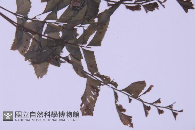 綠柄剪葉鐵角蕨藏品圖，第6張