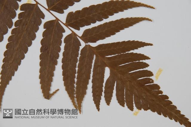 刺柄雙蓋蕨藏品圖，第3張