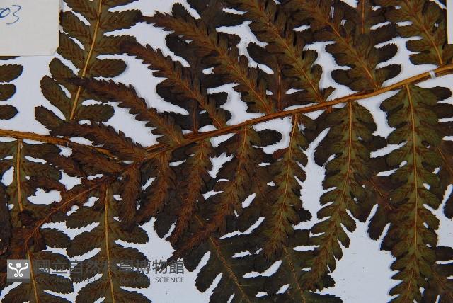 毛腳短腸蕨藏品圖，第3張