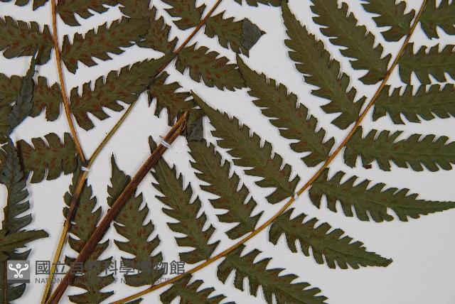 奄美雙蓋蕨藏品圖，第3張