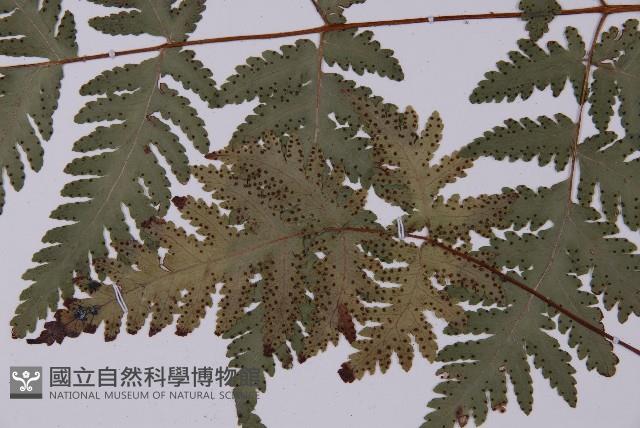 薄葉三叉蕨藏品圖，第3張