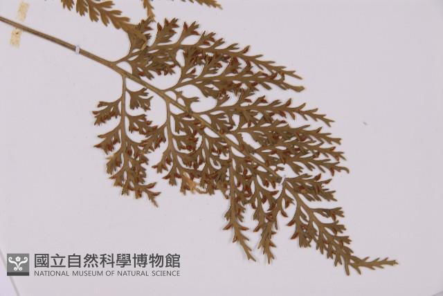 骨碎補鐵角蕨藏品圖，第6張