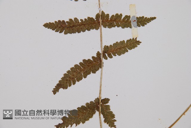 對生蹄蓋蕨藏品圖，第3張