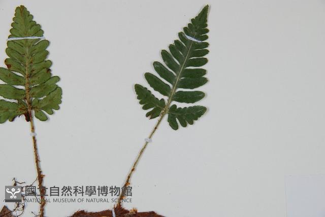 陰石蕨藏品圖，第3張