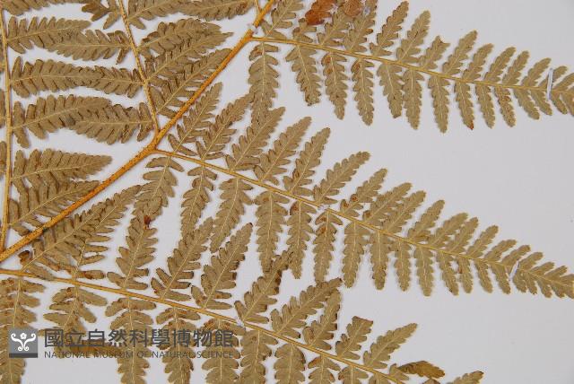 姬蕨藏品圖，第3張