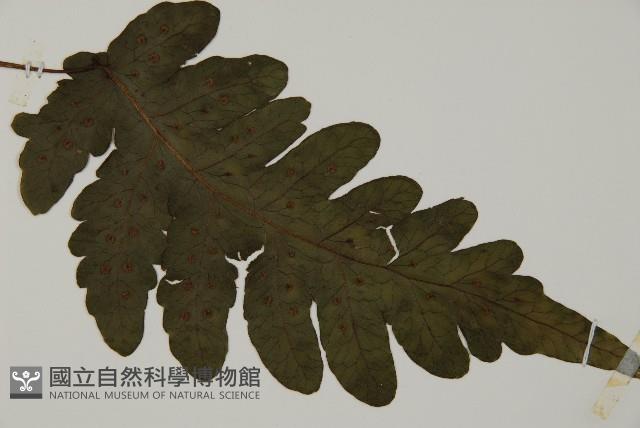 陰地三叉蕨藏品圖，第3張