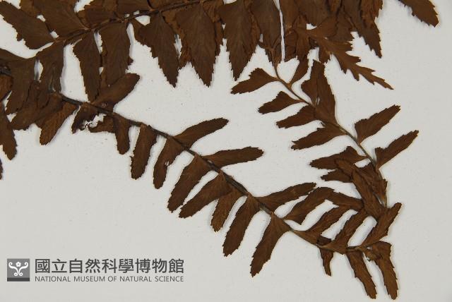 毛軸鐵角蕨藏品圖，第3張